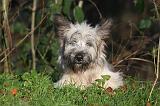 SKYE TERRIER 058